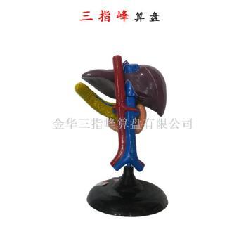 医药教学器材批发价格解析 义乌市场成行业风向标